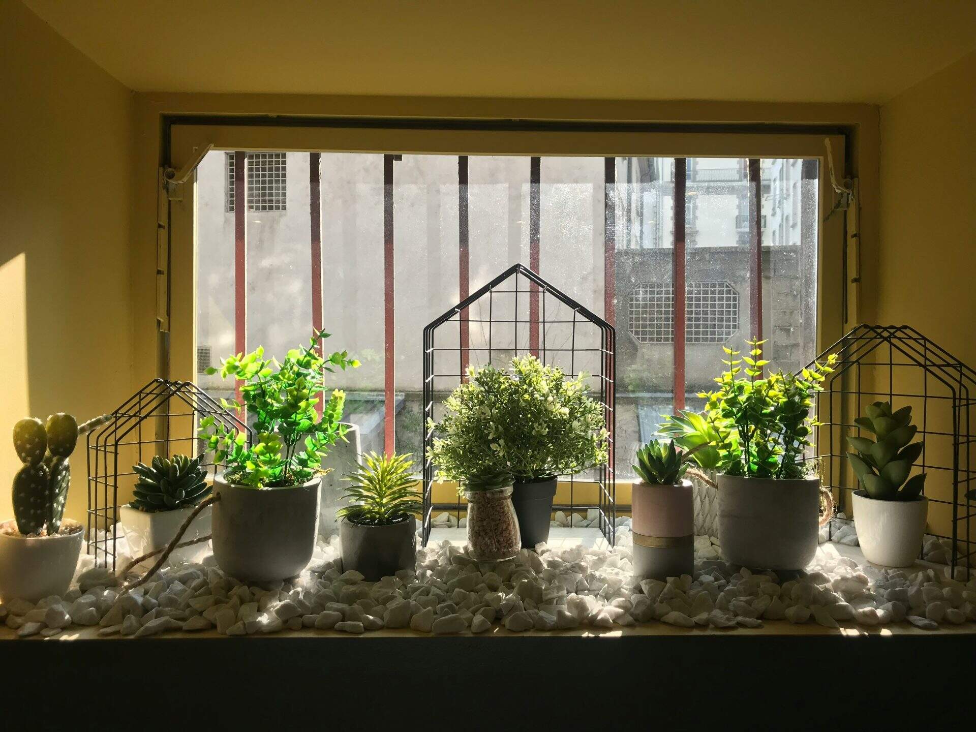 Indoor plants on a windowsill