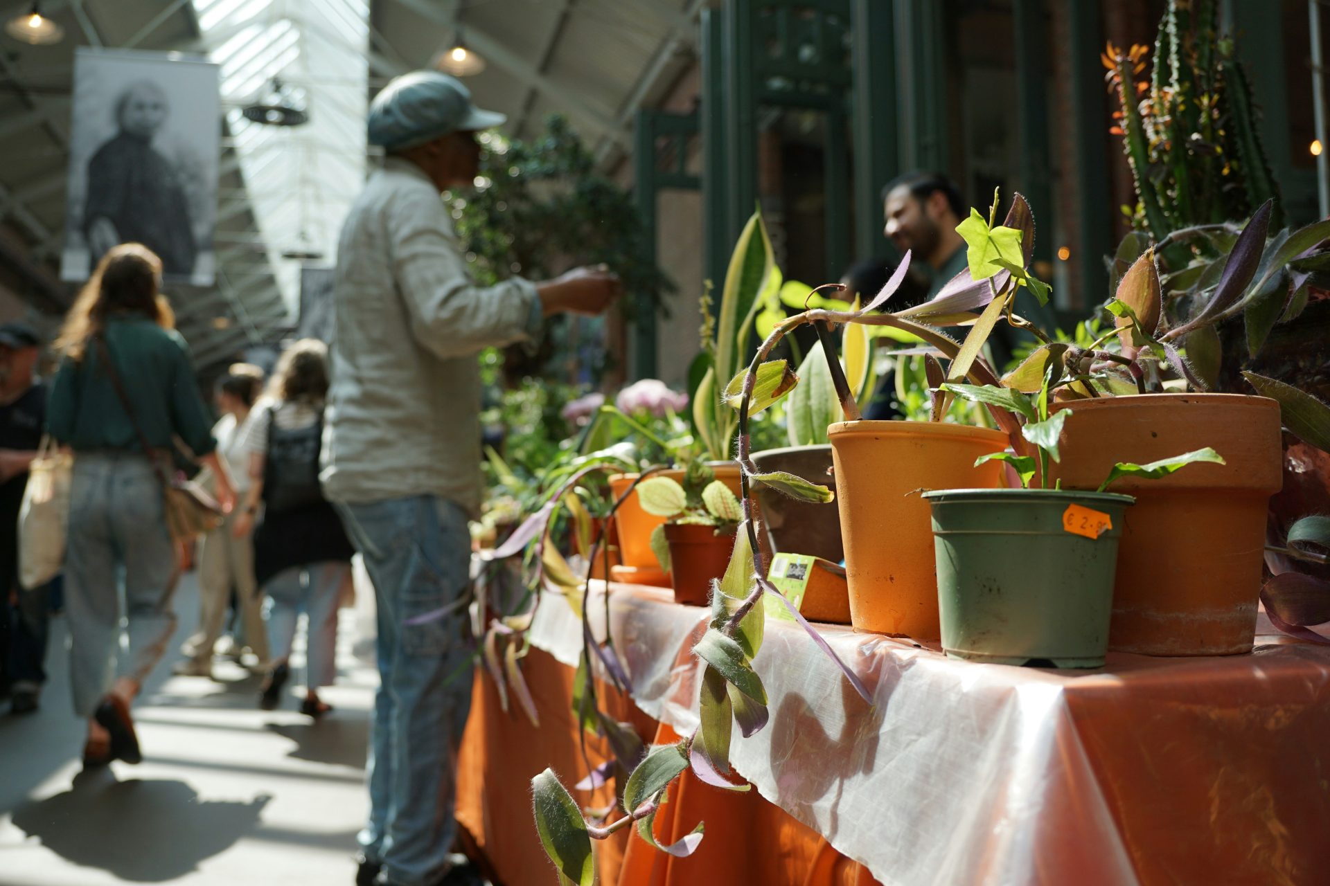 Plants are displayed for sale at an indoor market.